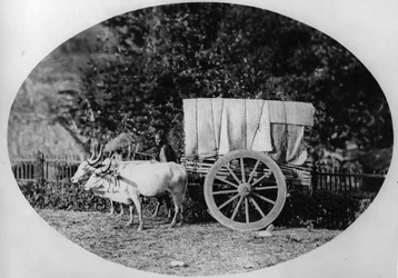 Indian Ox-Cart, c.1886